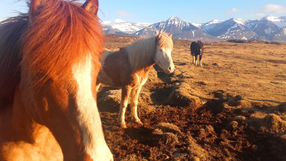 Des chevaux islandais super beaux