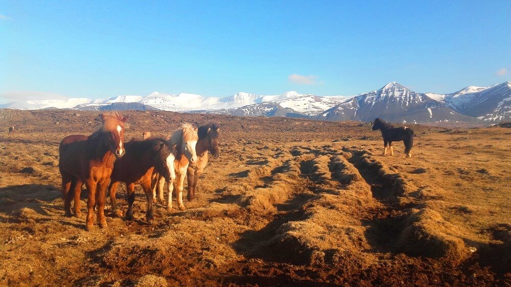 Des chevaux islandais devant les montagnes