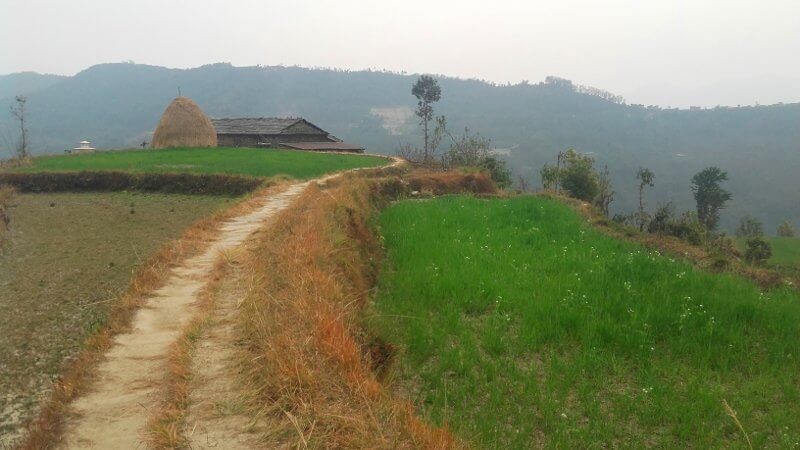 Les champs Népalais
